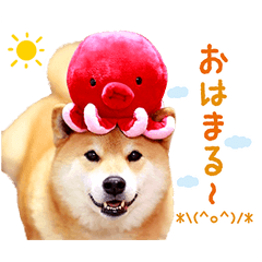 柴犬まる