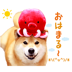柴犬まる Line スタンプ Line Store