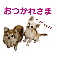 うちのチワワんず 2 Line スタンプ Line Store