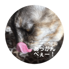 Cat Special 2