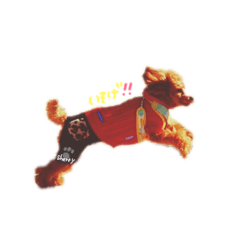 toy poodle.sherry