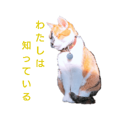 pon_201901072309