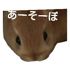 Nuts_20190107231312