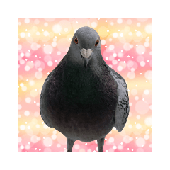 Sharon pigeon (Daily life)