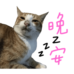 我是橘子（貓）