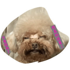 它是流浪狗紅貴賓狗（妹妹）我們的最愛