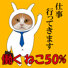 Working Cat 50%
