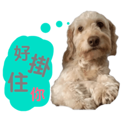shayshay 掛住你