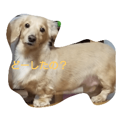 Love Dog_20190108232948
