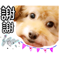 球球&米果日常語錄