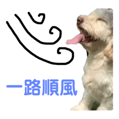 ShayShay 工作順利