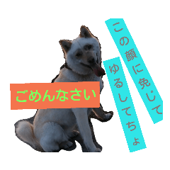 yossy_2019