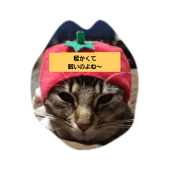 cats_20190109