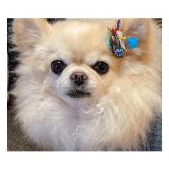 Asako_2019010313063