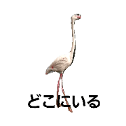 cherry_2019_1_5