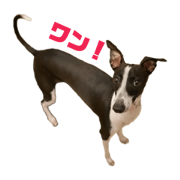 ponpokona_20190106005420