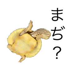 akamimikame