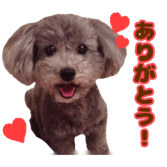 daily phrases by cutie toy poodle