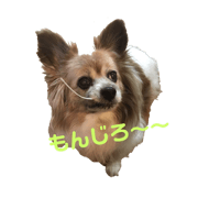 PATTY of Papillon 2