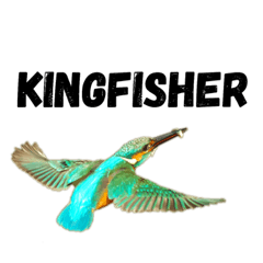 Kingfisher#2