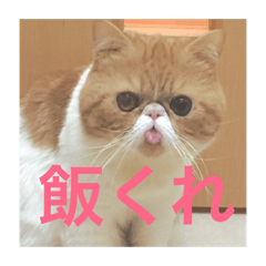 Neko no Daigro