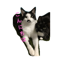 nyan's_m