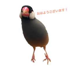 Java sparrow brother's (01)