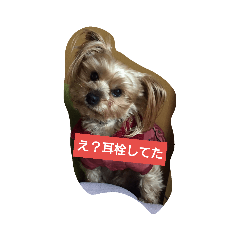 NoNo_20190105200529