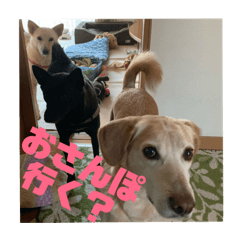 My dogs  - Guri , Gura , and Yama -