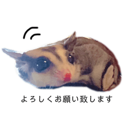 suger glider Ru-chan