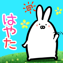 Hayata every day rabbit