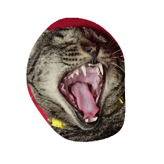 หน้าแมว ป.อ.ด.