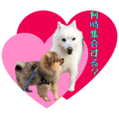 dog Pomeranian an Japanese Spitz