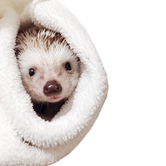 babyseven the hedgehog