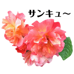yasu1103_the feeling of roses