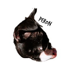 Bostonterrier roykun