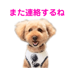 toypoodle sticker KENTA 4