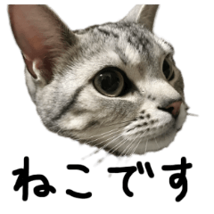 cat-rin-in-japan