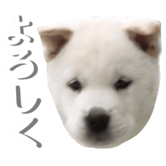 紀州犬 けんちゃん Line スタンプ Line Store 紀州犬 けんちゃん Line スタンプ Line Store