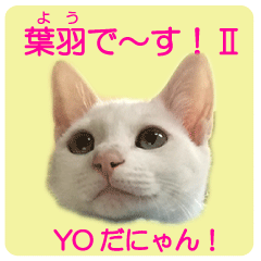 Sticker of cute cat YO 2