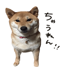 Shibainu mugi.