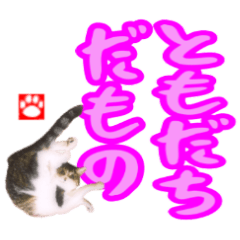 Cat stickers -You are my best treasure-