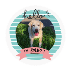 拉布拉多菠蘿麵包