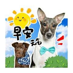 米米與藍山日常丟搞