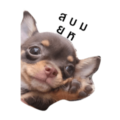 Dogdaradreambrown