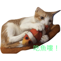 弟弟V.S毛毛