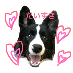 Border Collie Juno