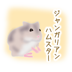 Djangarian hamster1