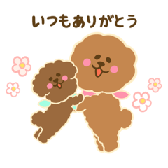 there are plenty of Brown poodles(2)