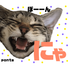 キジトラ猫のponta 〜便利スタンプ〜